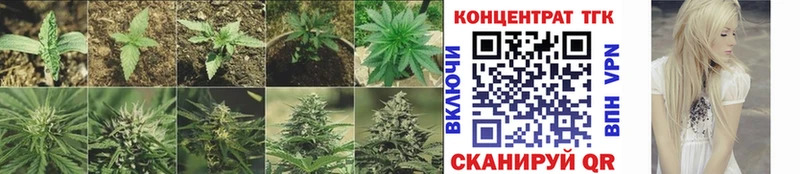 даркнет наркотические препараты  omg ссылки  Новоржев  Дистиллят ТГК THC oil 
